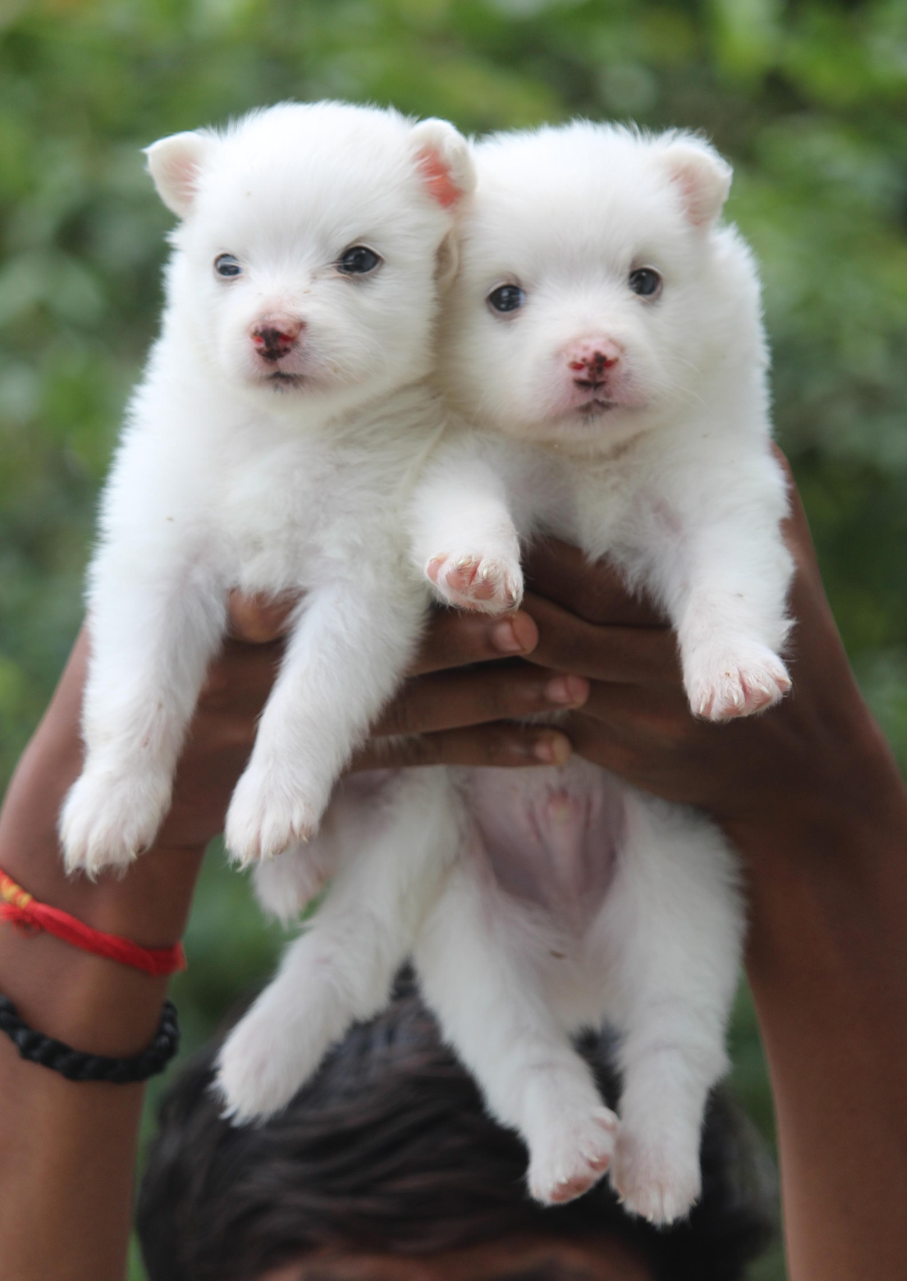 buy Pomeranian puppy in vizag