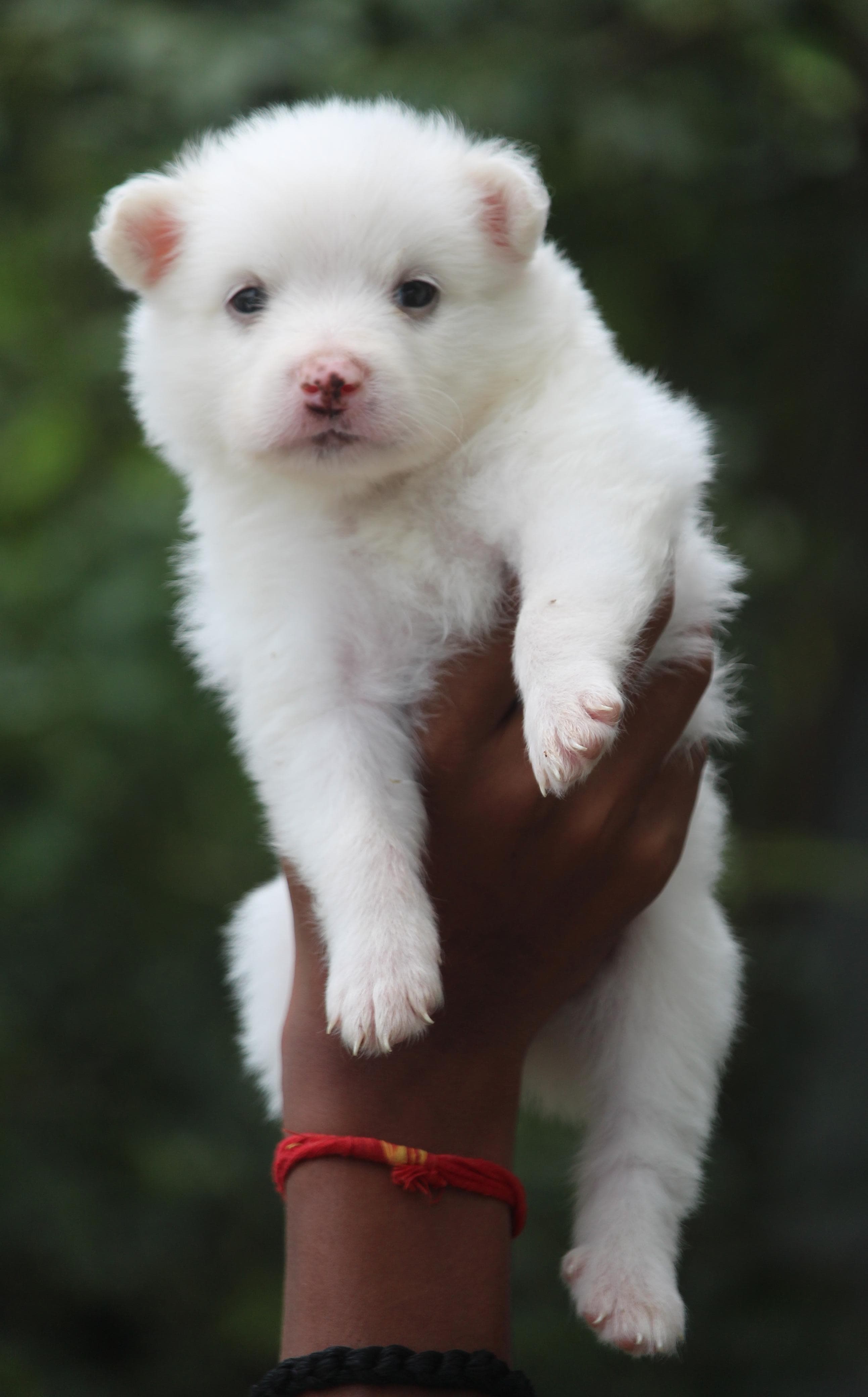 Pomeranian pet shop in vizag