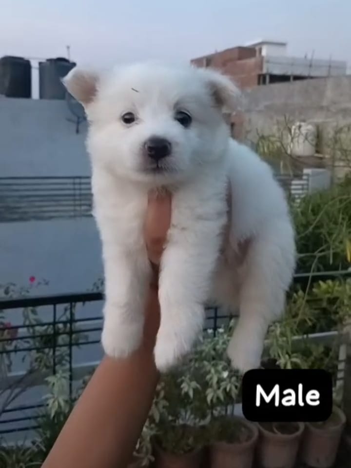 Pomeranian male puppy price in vizag