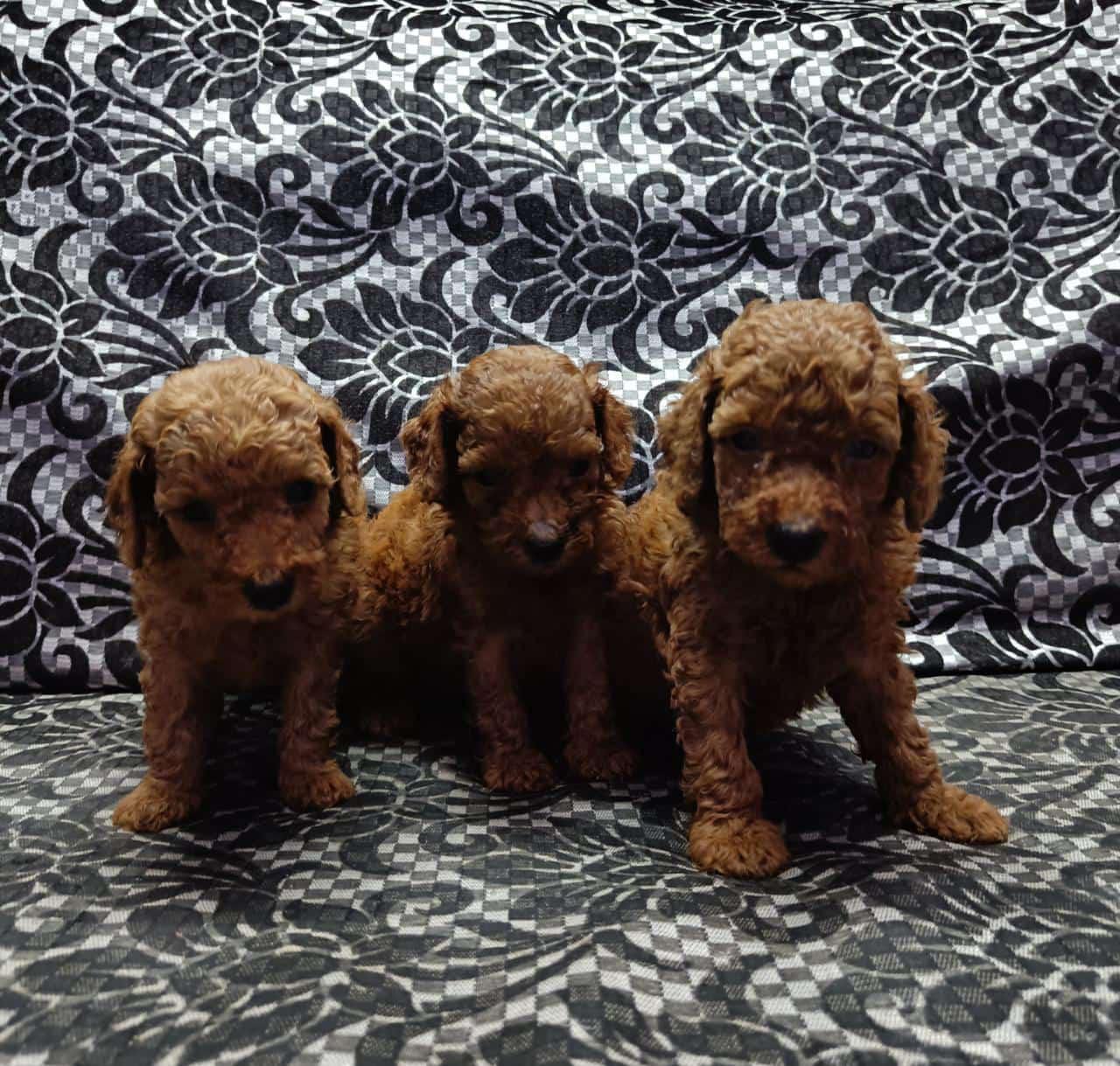 poodle puppy price in mumbai