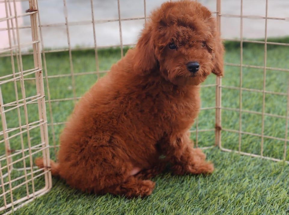 poodle dog breeder in mumbai