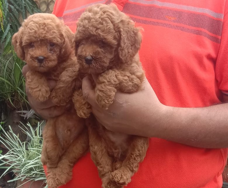 poodle puppies for sale online in mumbai