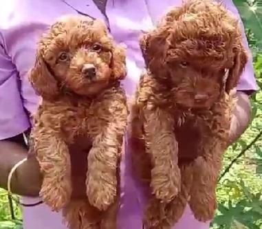 buy poodle puppies online in mumbai