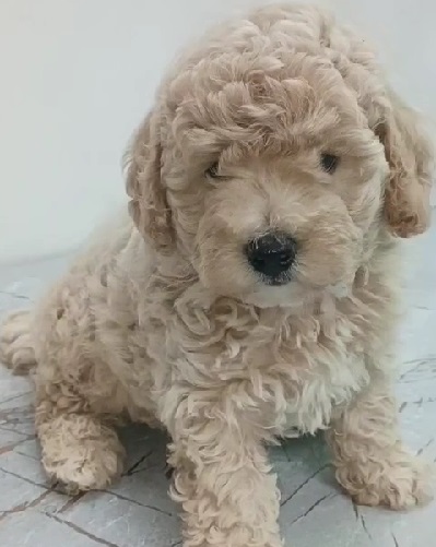 poodle pet shop in mumbai