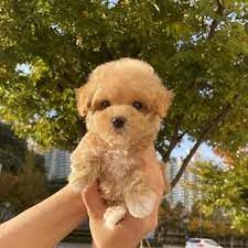 Poodle male puppy price in Bangalore