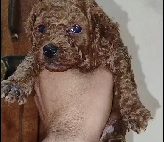 Poodle dog price in Bangalore