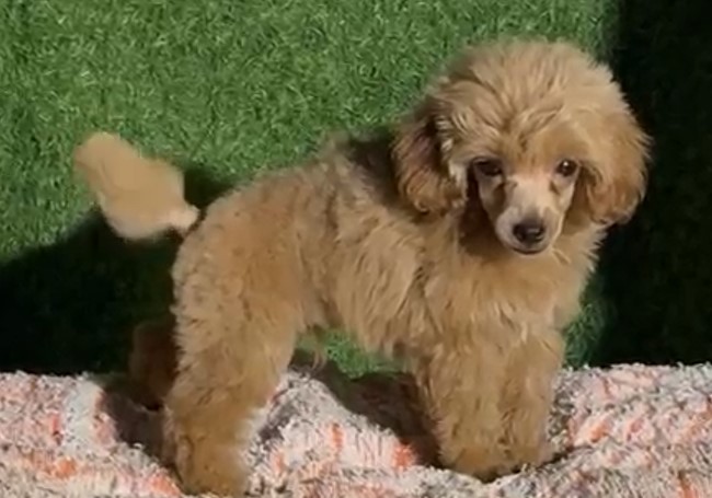 Poodle female puppy price in Bangalore