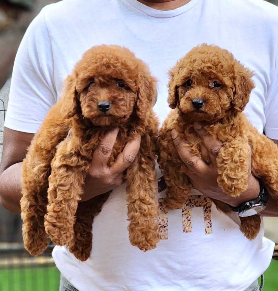 Poodle online purchase in Bangalore