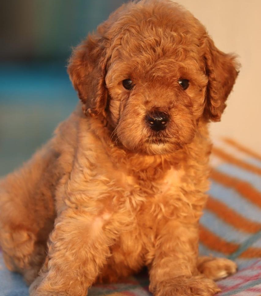 poodle puppies for sale online in pune