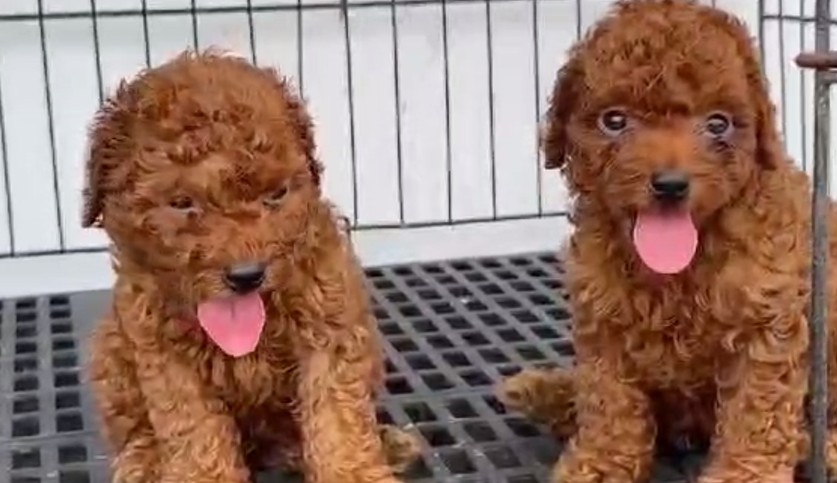 poodle puppy for sale in pune