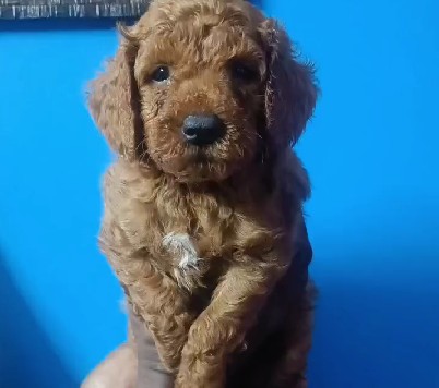 poodle dog breeder in pune