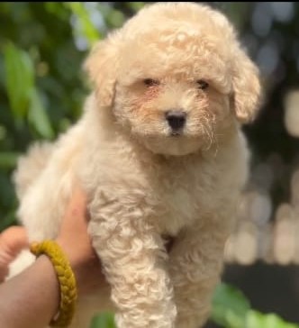 poodle puppies for sale online in kolkata