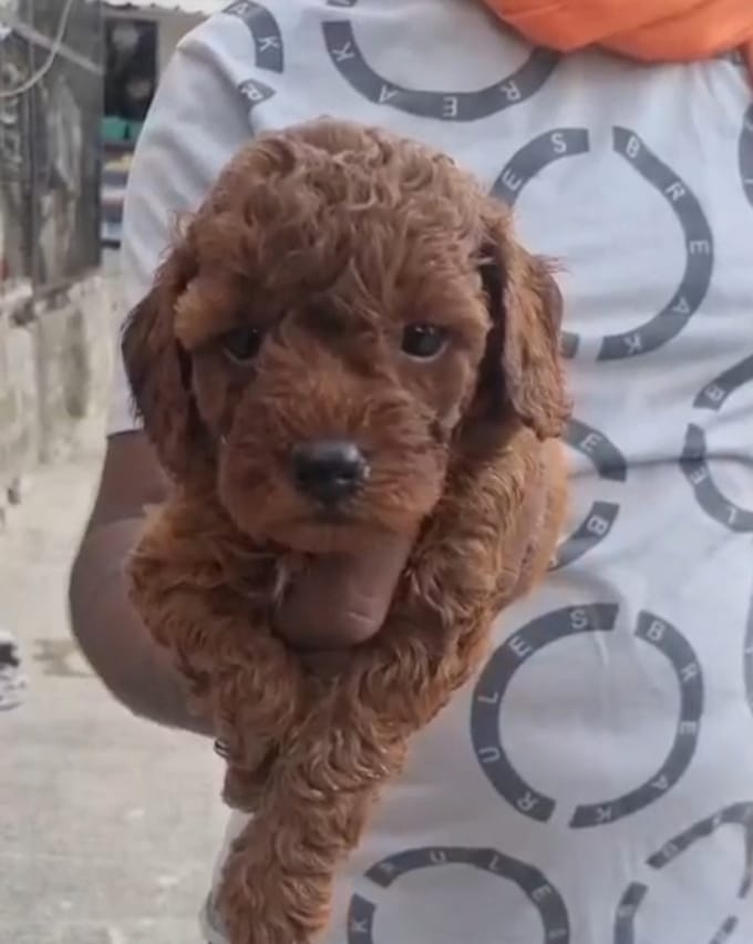 poodle dog breeder in kolkata