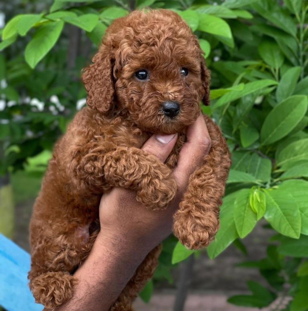 poodle pet shop in kolkata