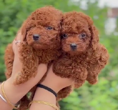 buy poodle puppies in kolkata