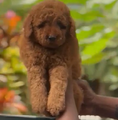 champion lineage poodle puppies price in kolkata