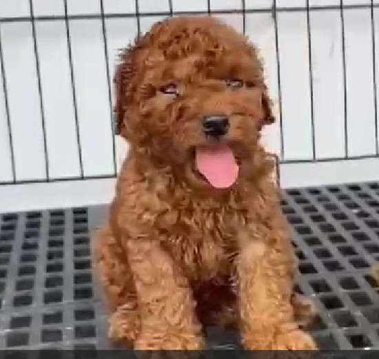 poodle dog price in kolkata