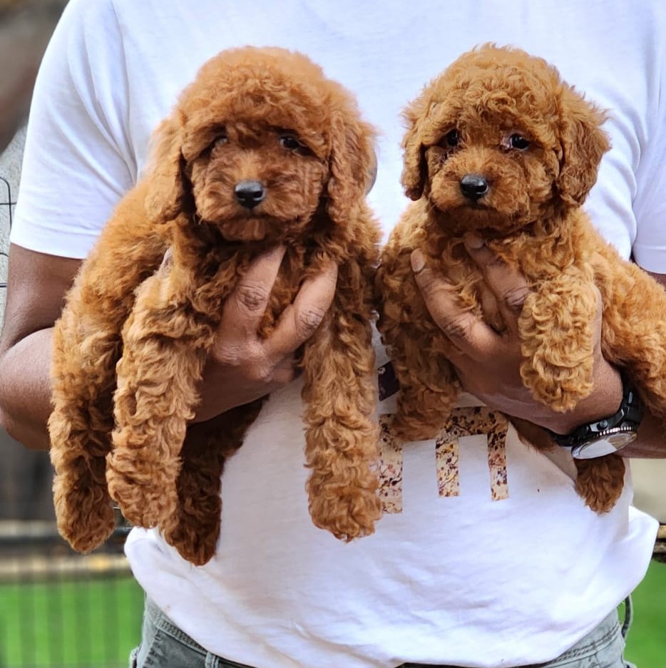 poodle dog price in goa