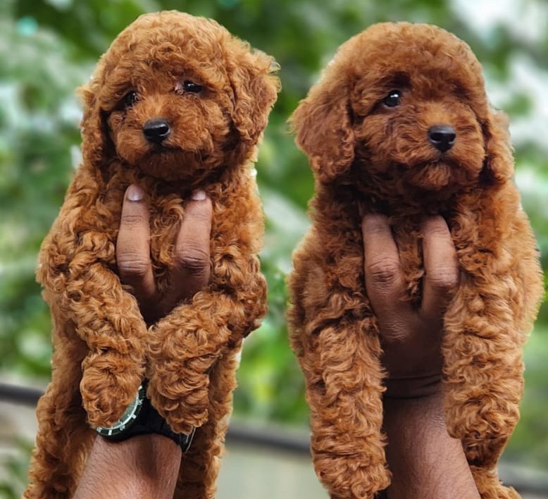 poodle puppies for sale online in goa