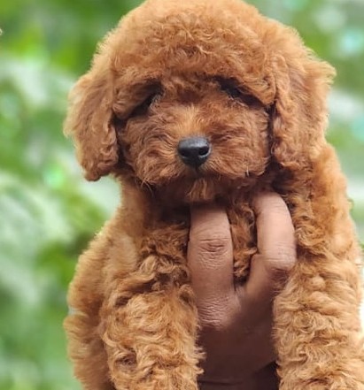 poodle dog breeder in goa