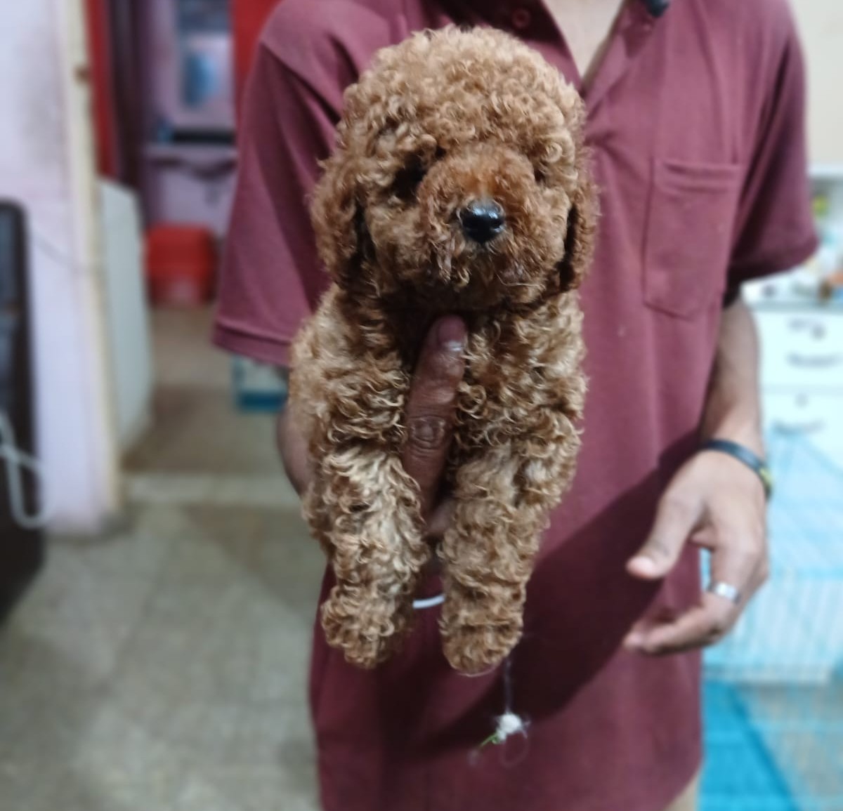 poodle pet shop in goa