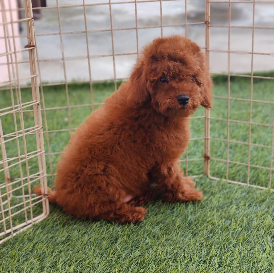 buy poodle puppy onliene in goa