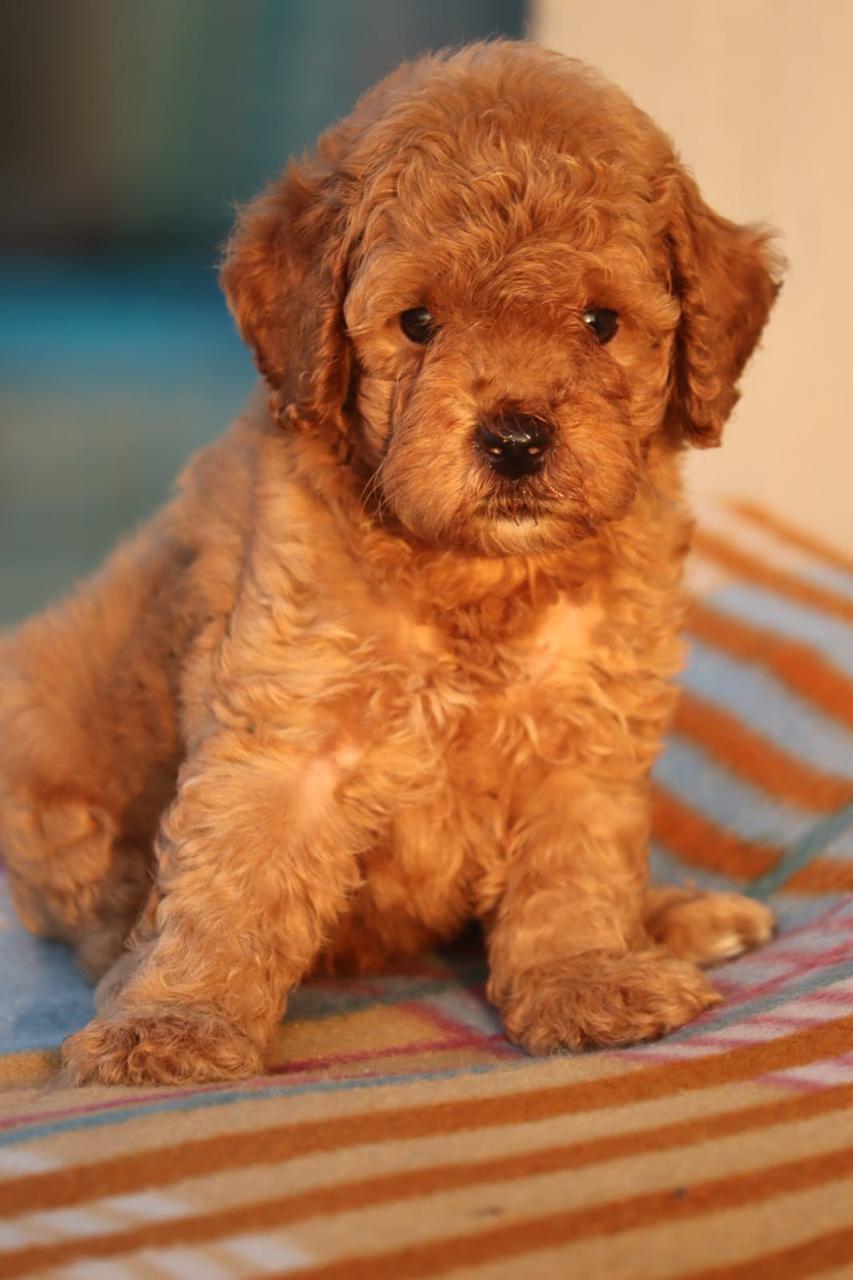 poodle dog for sale in goa