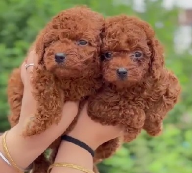 poodle dog breeder in jaipur