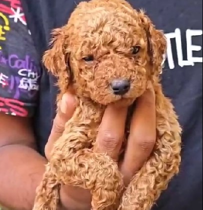 buy poodle puppies in jaipur