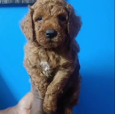 poodle dog price in jaipur