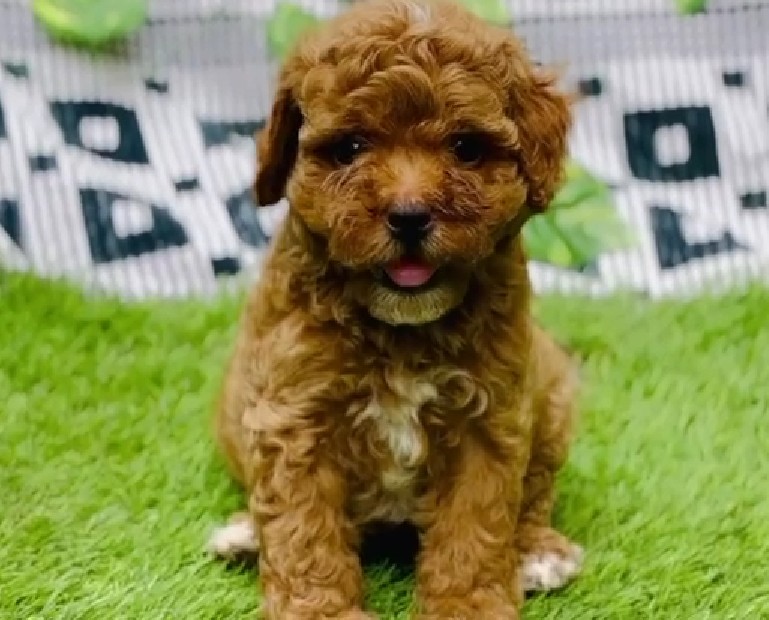 poodle puppies for sale online in jaipur