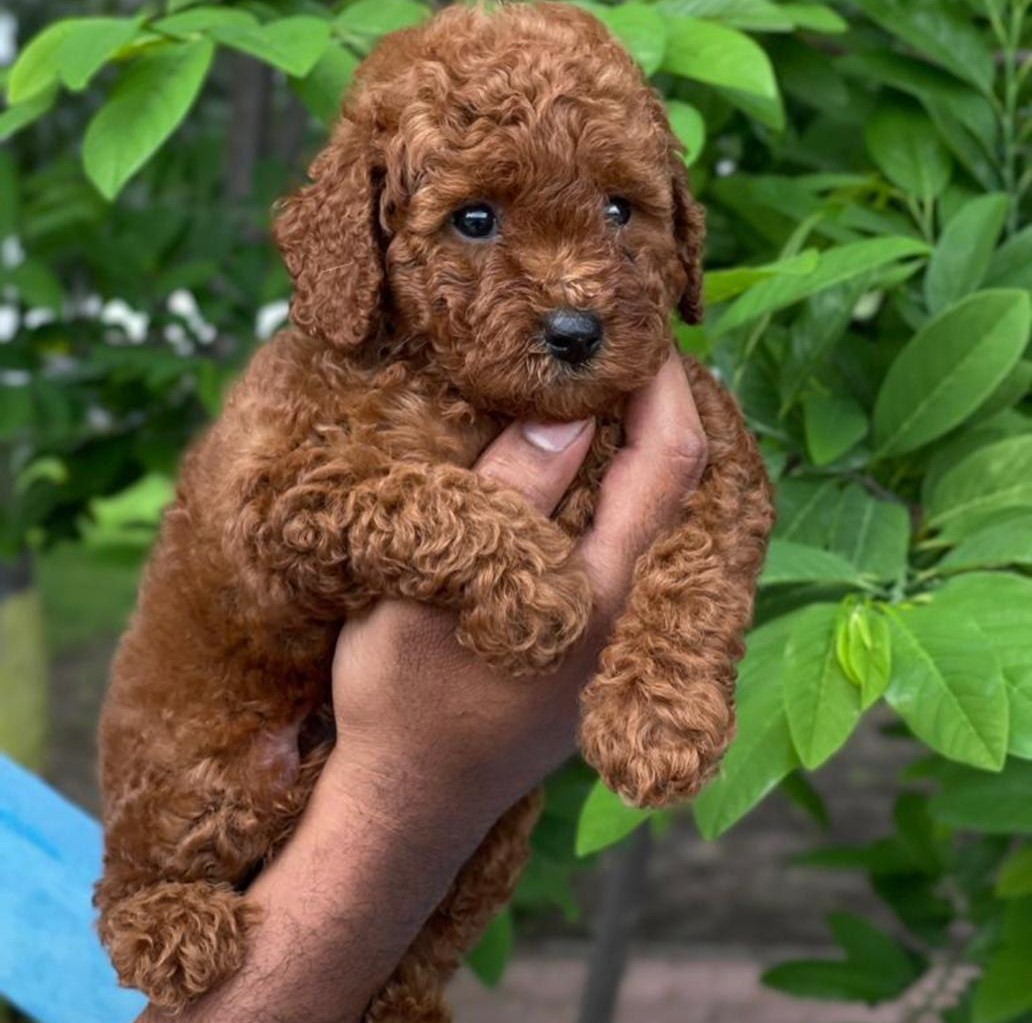 poodle pet shop in jaipur