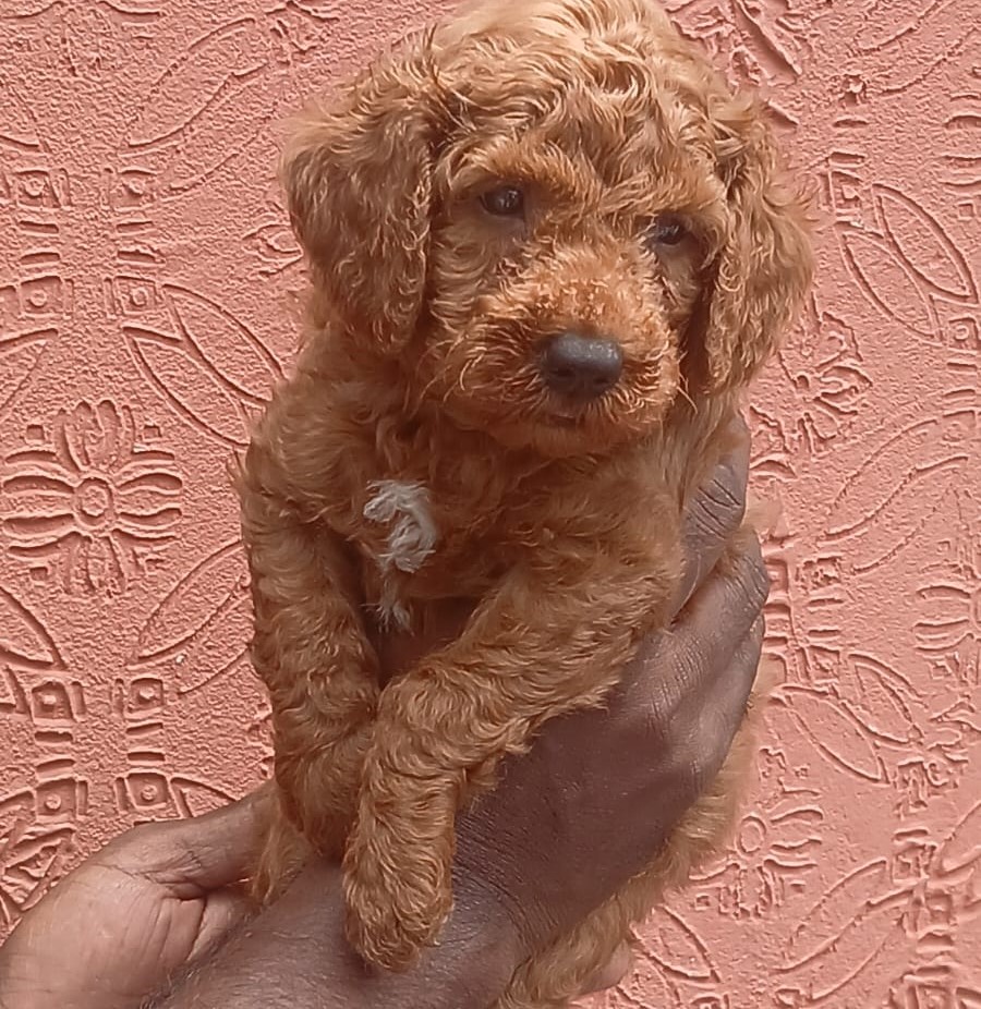 poodle dog kennel in jaipur