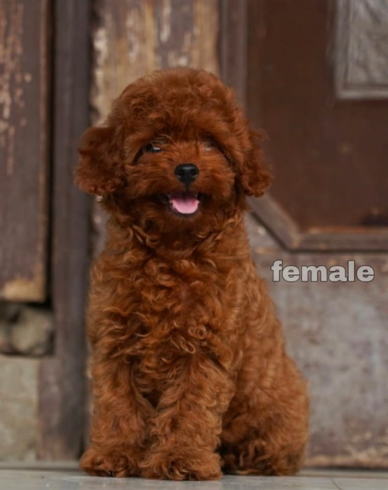 poodle dog breeder in vizag