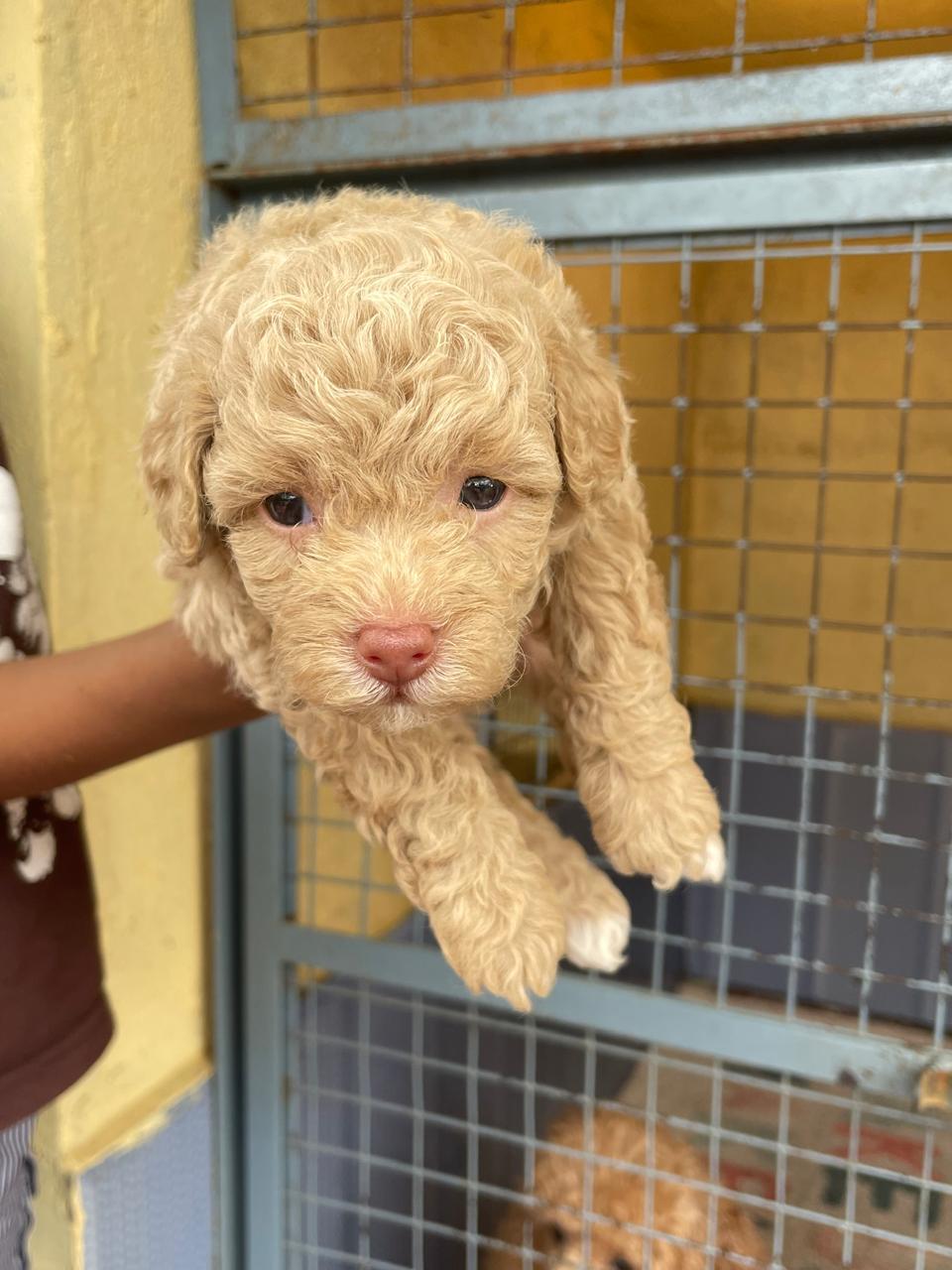 poodle puppies for sale online in vizag