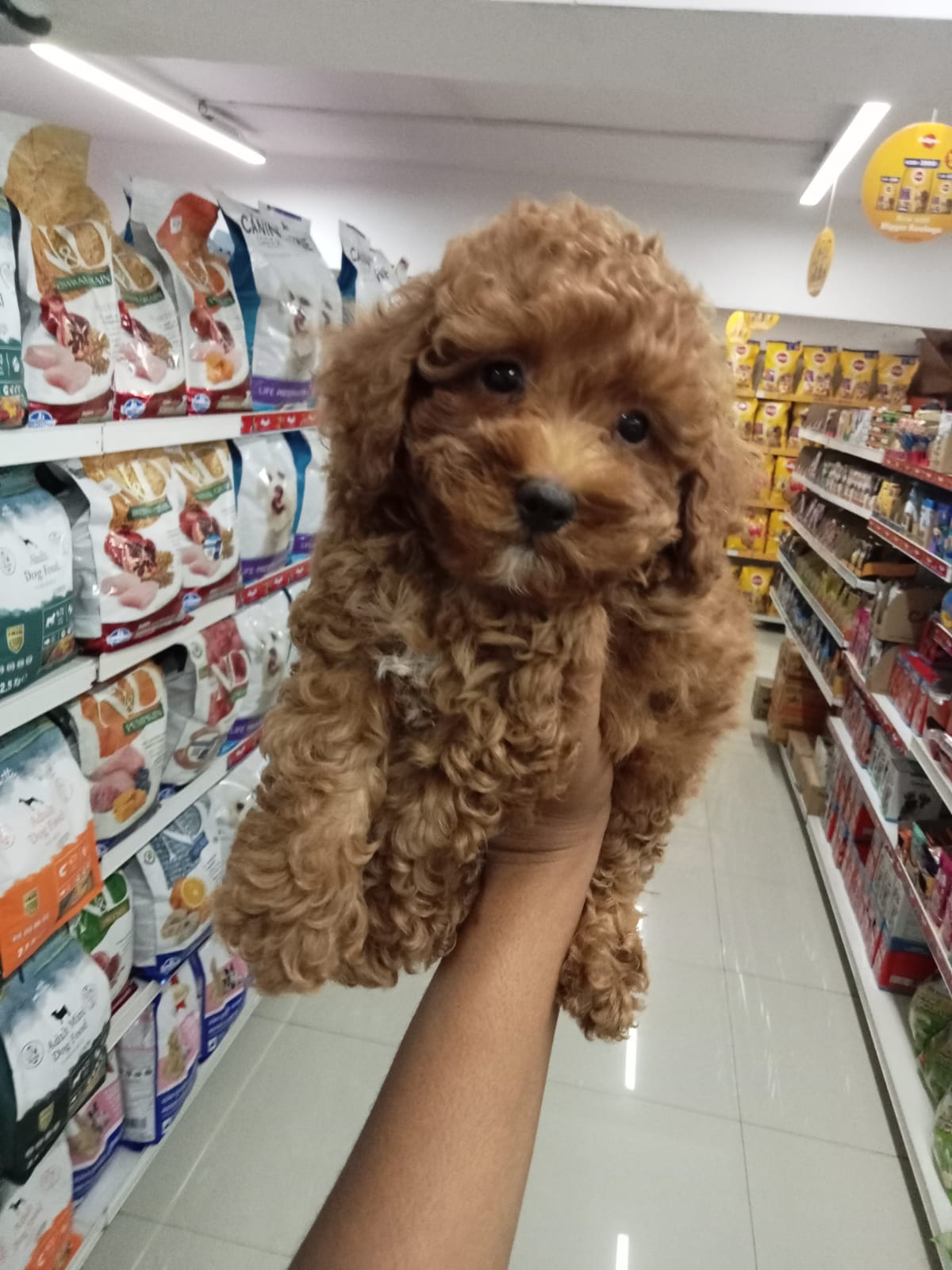 buy poodle puppies online in vizag