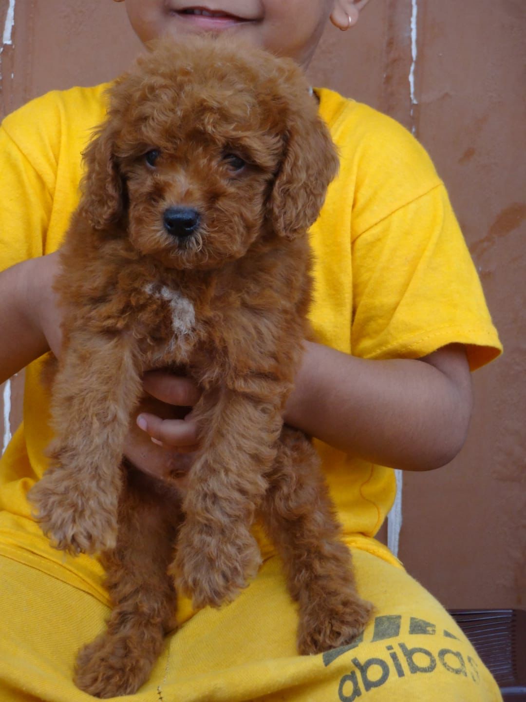 poodle dog price in vizag