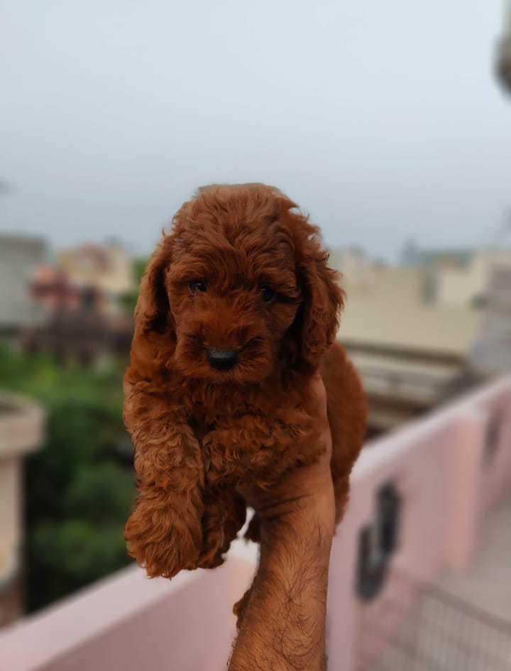 poodle pet shop in vizag