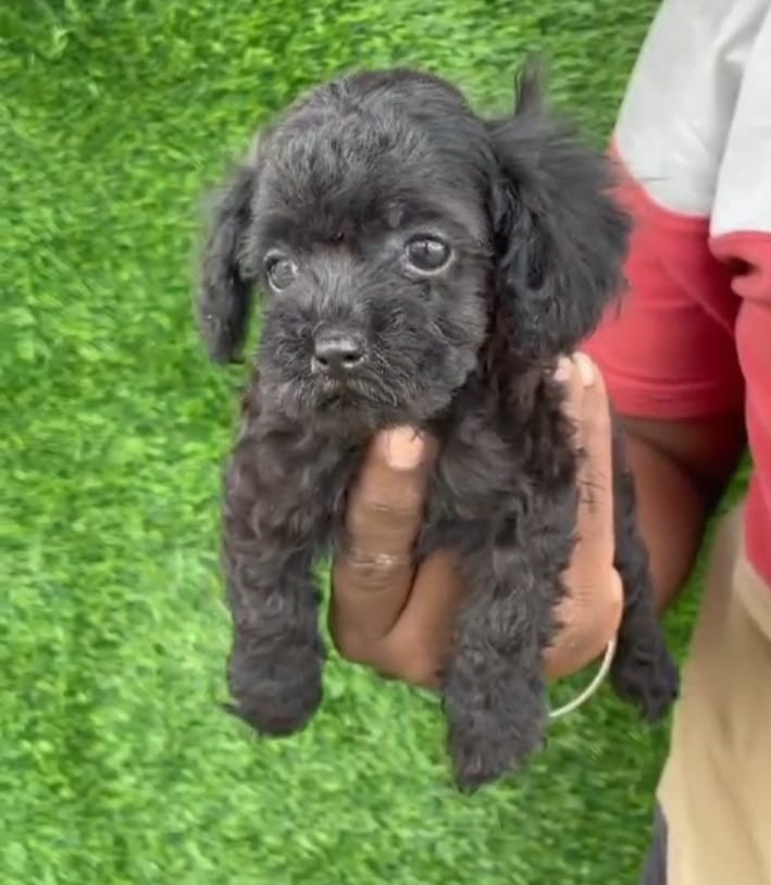 poodle male puppy price in vizag