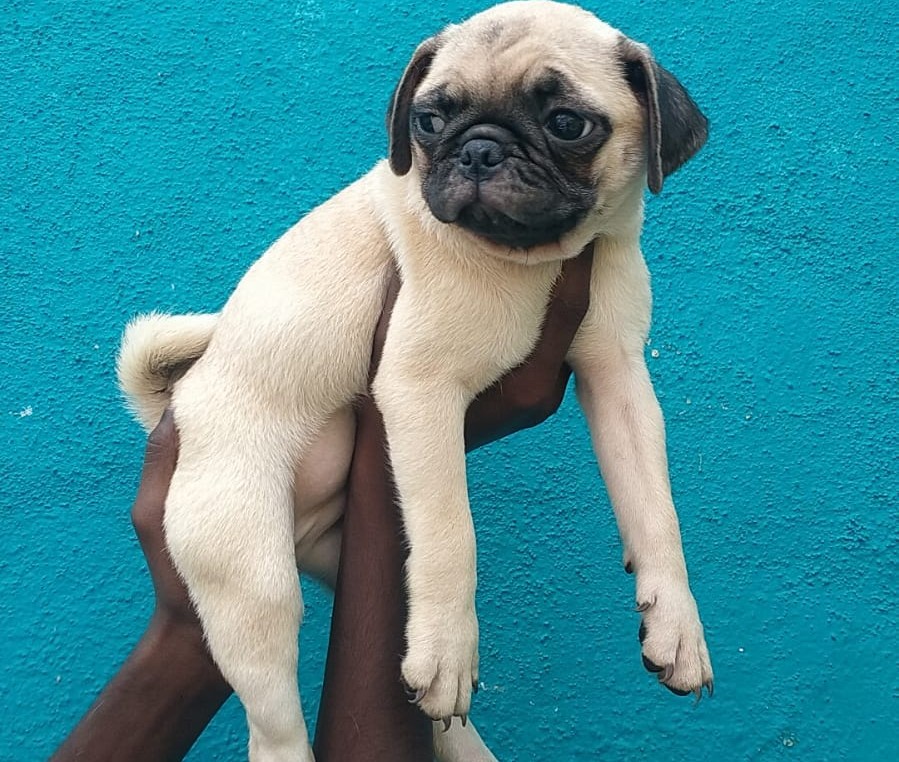 pug puppies for sale online in mumbai