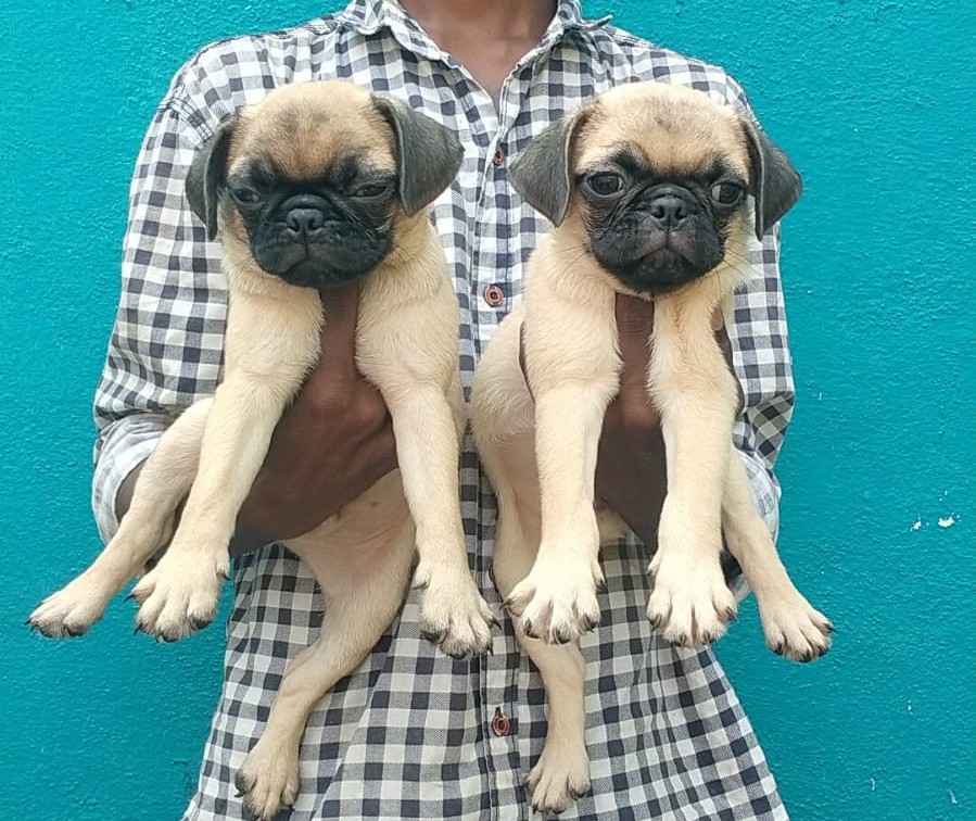 pug dog breeder in mumbai