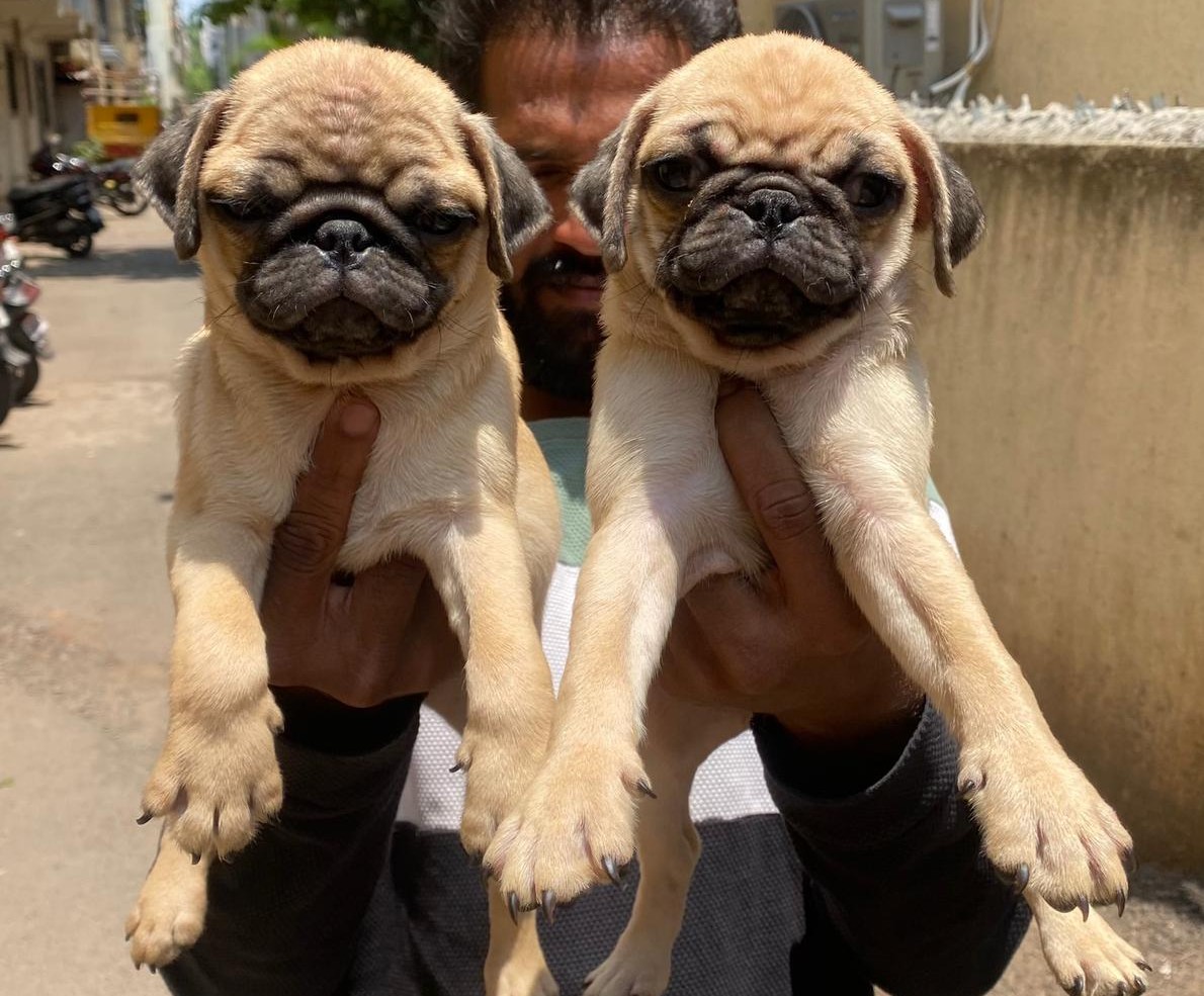 pug dog price in mumbai