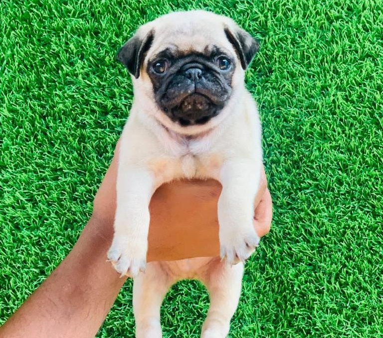 buy pug puppies online in mumbai