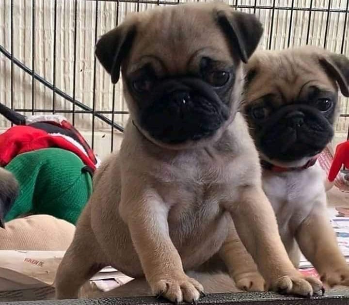 pug pet shop in mumbai