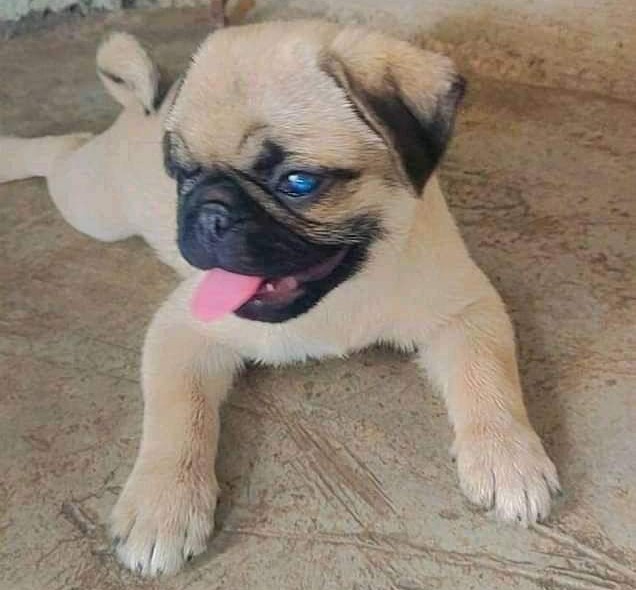 pug puppy price in mumbai