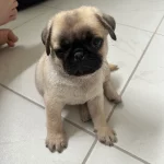 Pug price in Bangalore