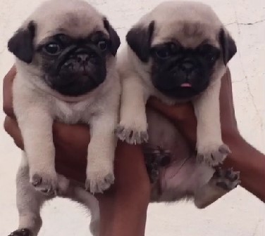 Pug male puppy price in Bangalore