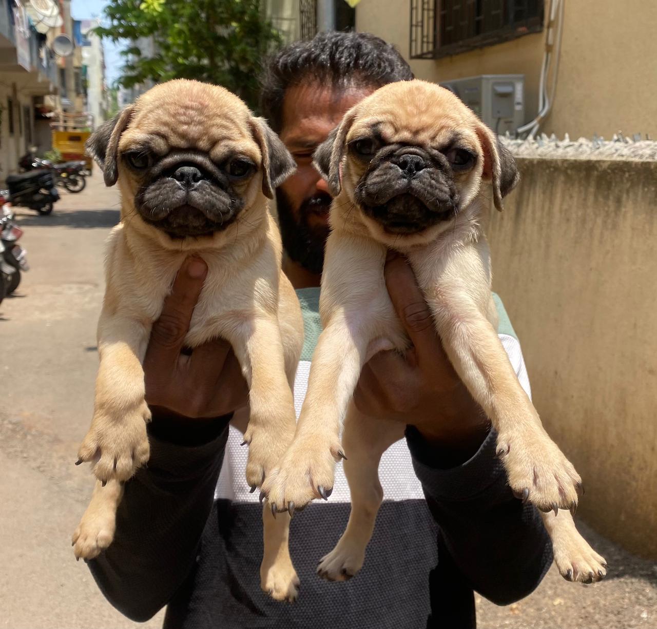 Pug dog price in Bangalore