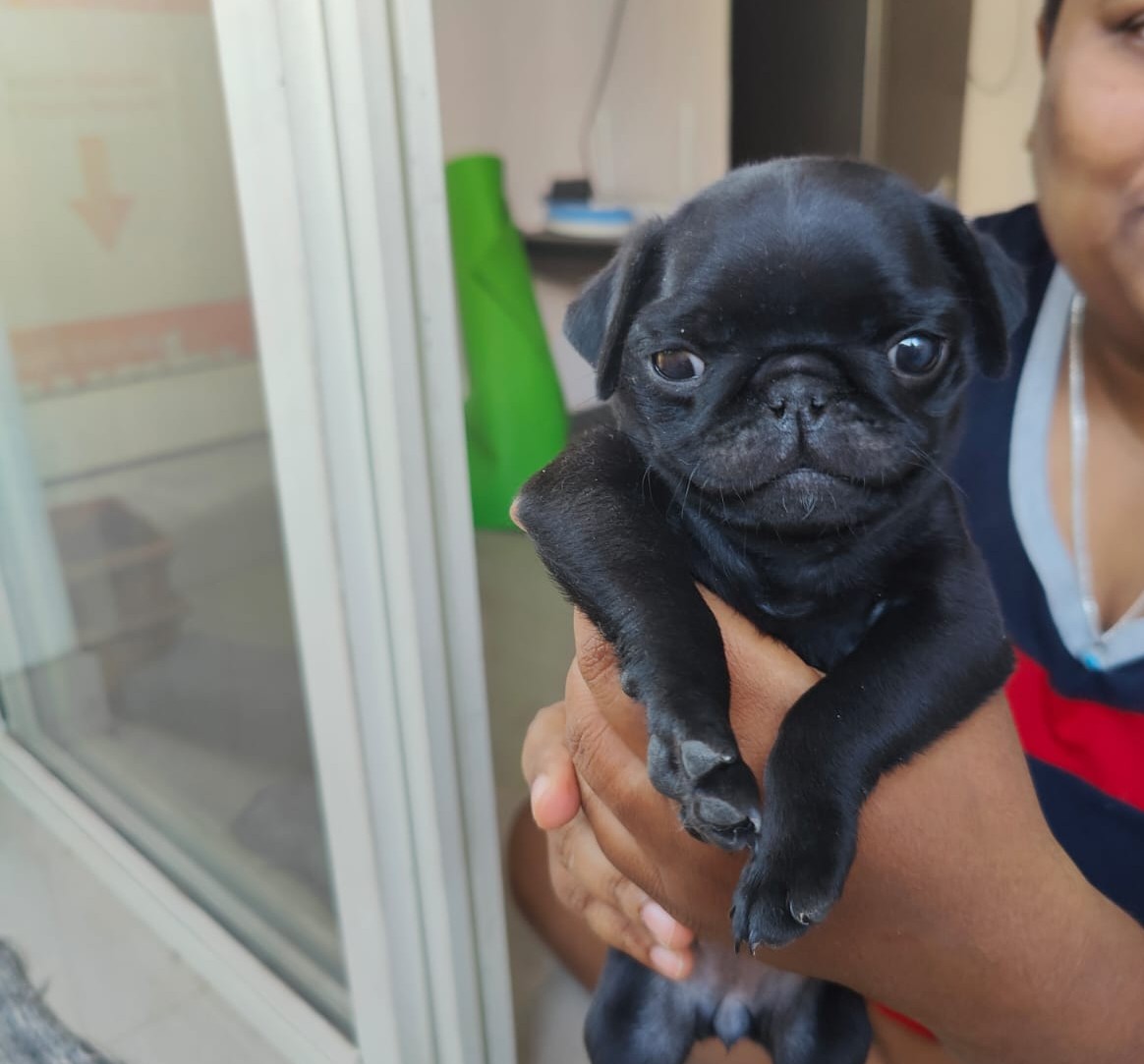 Pug female puppy price in Bangalore