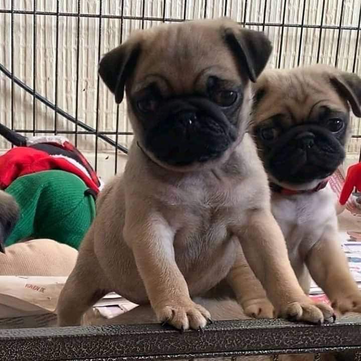 Pug dog for sale in Bangalore